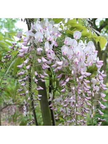 Вистерия (Wisteria Pink Ice) Вистерия (Wisteria Pink Ice)